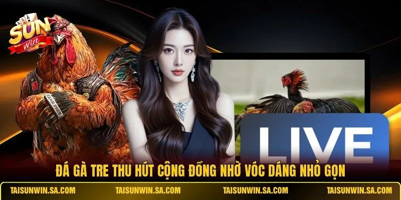 Đá gà tre thu hút cộng đồng nhờ vóc dáng nhỏ gọn