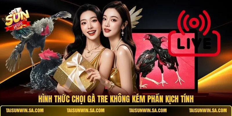 Hình thức chọi gà tre không kém phần kịch tính